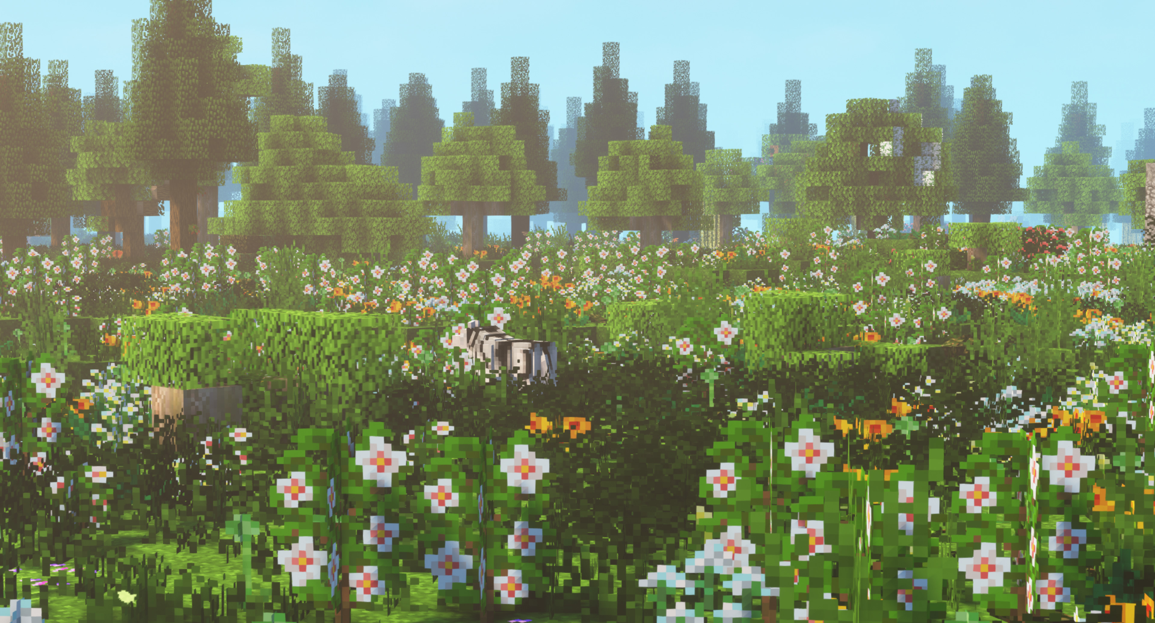 木槿花草地